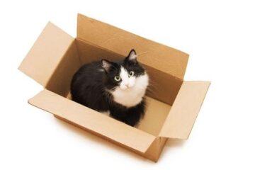 Transportbox für Katzen