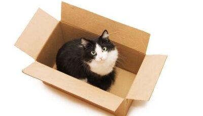 transport-katze-6559398_s