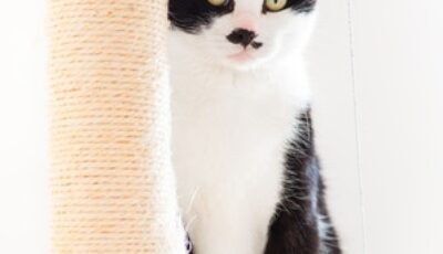 kratzbäume für Katzen