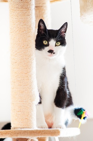 kratzbäume für Katzen