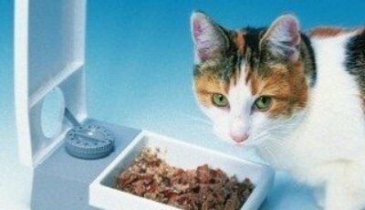 cat-mate-c10-futterautomat